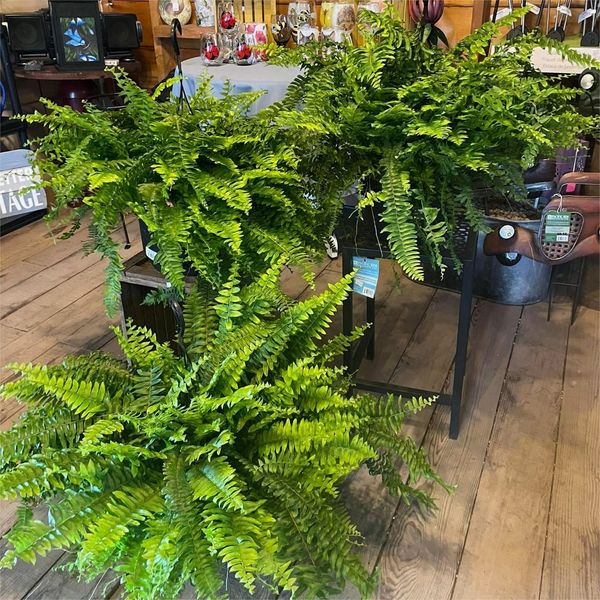 🔥BUY 1 GET 1 FREE (2 PCS)🔥48Inch Large UV Artificial Ferns With Basket--No watering, No fading