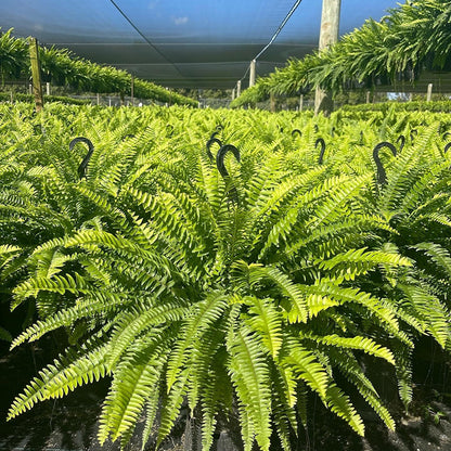 🔥BUY 1 GET 1 FREE (2 PCS)🔥48Inch Large UV Artificial Ferns With Basket--No watering, No fading
