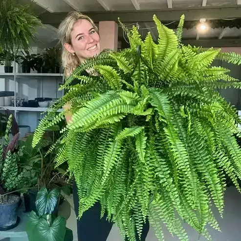 🔥BUY 1 GET 1 FREE (2 PCS)🔥48Inch Large UV Artificial Ferns With Basket--No watering, No fading